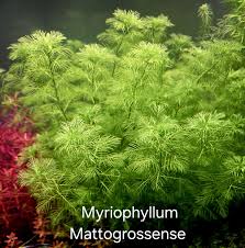 Attēlu rezultāti vaicājumam “Hottonia palustris leaf”