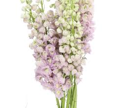 Attēlu rezultāti vaicājumam “Delphinium elatum”