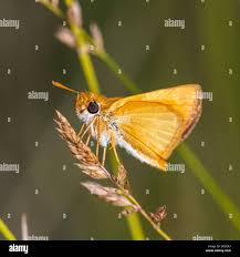 Attēlu rezultāti vaicājumam “Thymelicus sylvestris underside”