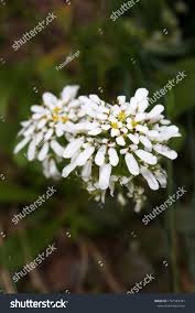 Image result for Schleifenblume
