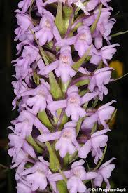 Attēlu rezultāti vaicājumam “Gymnadenia conopsea flower”