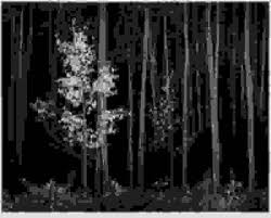 Image result for Ansel Adams Aspens New Mexico