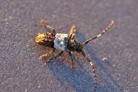 Attēlu rezultāti vaicājumam “Pogonocherus hispidulus”