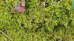 Attēlu rezultāti vaicājumam “Rhytidiadelphus squarrosus”