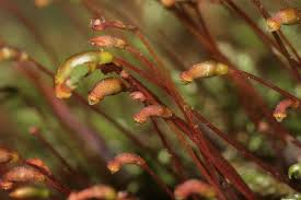 Attēlu rezultāti vaicājumam “Hygrohypnum luridum”