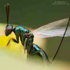 Attēlu rezultāti vaicājumam “Torymidae”