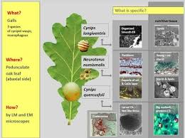 Attēlu rezultāti vaicājumam “Cynips quercusfolii”