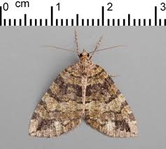 Attēlu rezultāti vaicājumam “Hydriomena furcata”