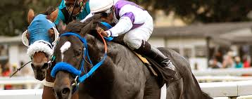 Image result for Thoroughbreds Netball Clubs