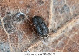 Attēlu rezultāti vaicājumam “Scolytidae”