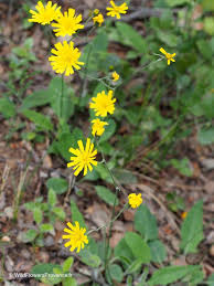 Attēlu rezultāti vaicājumam “Pilosella officinarum flower”
