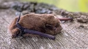Attēlu rezultāti vaicājumam “Pipistrellus nathusii”