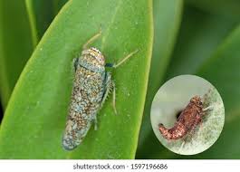 Attēlu rezultāti vaicājumam “Macrosteles sp. imago”