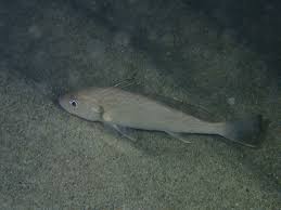 Image result for Umbrina cirrosa