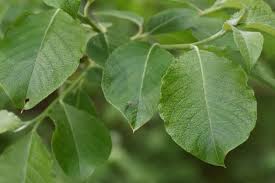 Attēlu rezultāti vaicājumam “Salix caprea leaf”