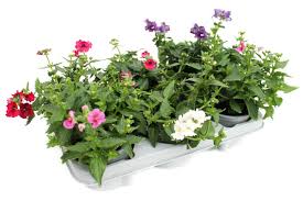 Image result for Elfenspiegel