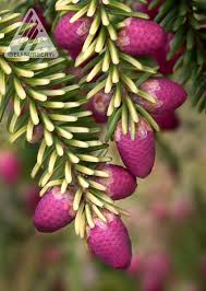 Attēlu rezultāti vaicājumam “Picea orientalis”