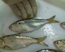 Image result for Dorosoma cepedianum