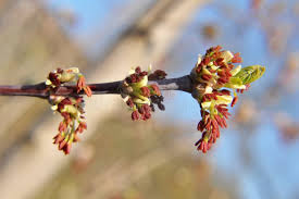 Attēlu rezultāti vaicājumam “Acer negundo bud”