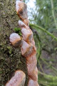 Attēlu rezultāti vaicājumam “Phellinus pomaceus”