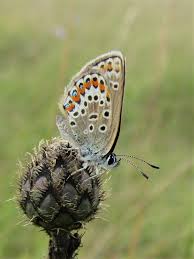 Attēlu rezultāti vaicājumam “Plebejus argus male”