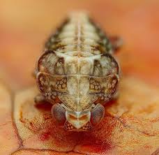 Attēlu rezultāti vaicājumam “Trioza dispar nymph”