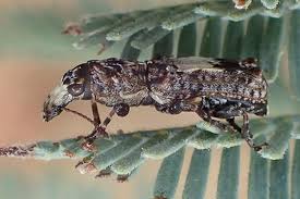 Attēlu rezultāti vaicājumam “Anthribidae”