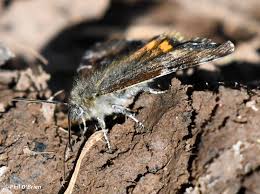 Attēlu rezultāti vaicājumam “Archiearis parthenias”