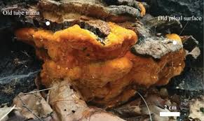 Attēlu rezultāti vaicājumam “Hapalopilus aurantiacus”