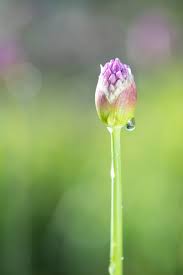 Attēlu rezultāti vaicājumam “Allium holandicum bud”