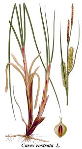 Attēlu rezultāti vaicājumam “Carex rostrata”