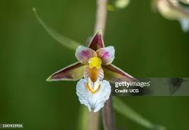 Attēlu rezultāti vaicājumam “Epipactis palustris flower”