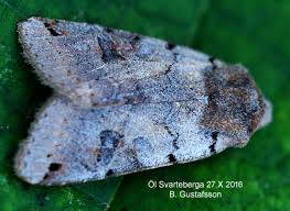 Attēlu rezultāti vaicājumam “Agrochola litura”