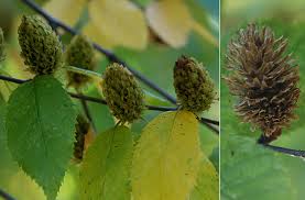 Attēlu rezultāti vaicājumam “Betula alleghaniensis”