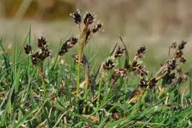 Attēlu rezultāti vaicājumam “Luzula campestris”