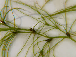 Attēlu rezultāti vaicājumam “Najas tenuissima”