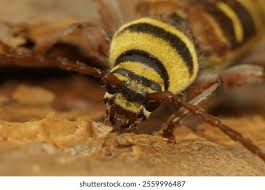 Attēlu rezultāti vaicājumam “Plagionotus detritus imago”