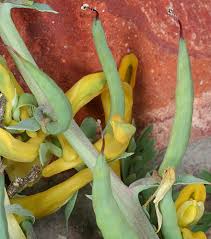 Attēlu rezultāti vaicājumam “Corydalis solida fruit”