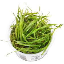 Attēlu rezultāti vaicājumam “Fontinalis antipyretica subsp. gracilis”