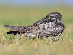 Image result for Chordeiles minor