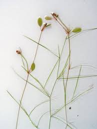 Attēlu rezultāti vaicājumam “Potamogeton trichoides”