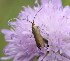 Attēlu rezultāti vaicājumam “Nemophora metallica”