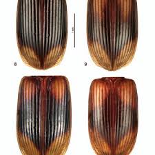 Attēlu rezultāti vaicājumam “Acupalpus flavicollis”