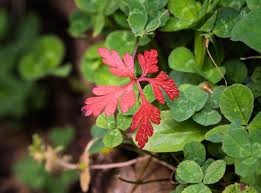 Attēlu rezultāti vaicājumam “Geranium robertianum leaf”