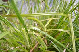 Attēlu rezultāti vaicājumam “Carex pseudocyperus female flower”