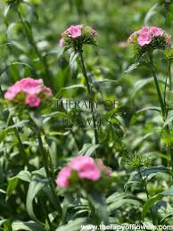 Image result for Dianthus barbatus