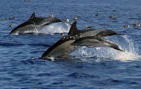 Image result for Delphinus delphis