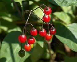 Attēlu rezultāti vaicājumam “Solanum dulcamara fruit”