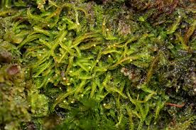 Attēlu rezultāti vaicājumam “Odontoschisma denudatum cells”