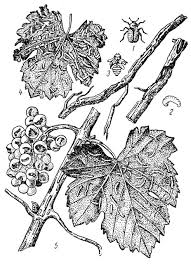 Attēlu rezultāti vaicājumam “Adoxus obscurus”